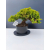 Żywe Drzewko Bonsai Jałowiec Rozesłany Procumbens 11-letni +GRATIS 455