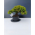 Żywe Drzewko Bonsai Jałowiec Rozesłany Procumbens 11-letni +GRATIS 455