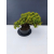 Żywe Drzewko Bonsai Jałowiec Rozesłany Procumbens 11-letni +GRATIS 455