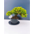 Żywe Drzewko Bonsai Jałowiec Rozesłany Procumbens 11-letni +GRATIS 455