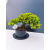 Żywe Drzewko Bonsai Jałowiec Rozesłany Procumbens 11-letni +GRATIS 455