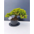 Żywe Drzewko Bonsai Jałowiec Rozesłany Procumbens 11-letni +GRATIS 455