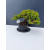 Żywe Drzewko Bonsai Jałowiec Rozesłany Procumbens 11-letni +GRATIS 455