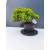 Żywe Drzewko Bonsai Jałowiec Rozesłany Procumbens 11-letni +GRATIS 455