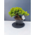 Żywe Drzewko Bonsai Jałowiec Rozesłany Procumbens 11-letni +GRATIS 455