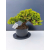 Żywe Drzewko Bonsai Jałowiec Rozesłany Procumbens 11-letni +GRATIS 455