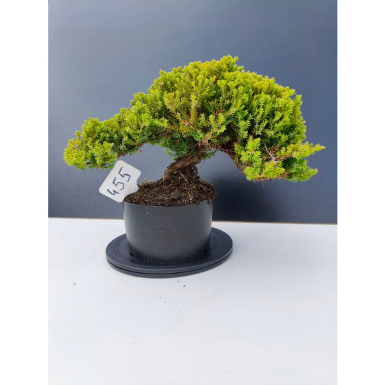 Żywe Drzewko Bonsai Jałowiec Rozesłany Procumbens 11-letni +GRATIS 455