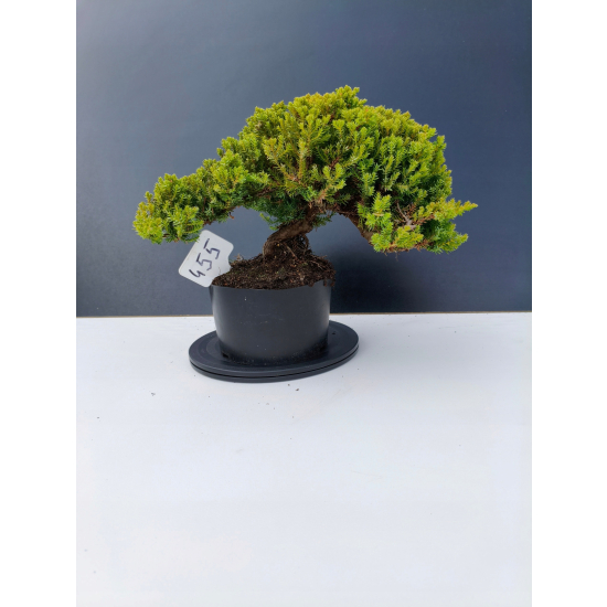 Żywe Drzewko Bonsai Jałowiec Rozesłany Procumbens 11-letni +GRATIS 455