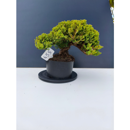 Żywe Drzewko Bonsai Jałowiec Rozesłany Procumbens 11-letni +GRATIS 455