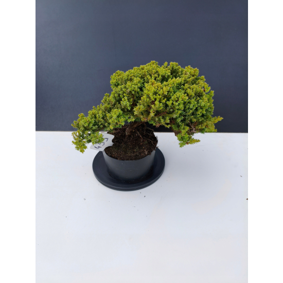 Żywe Drzewko Bonsai Jałowiec Rozesłany Procumbens 11-letni +GRATIS 455