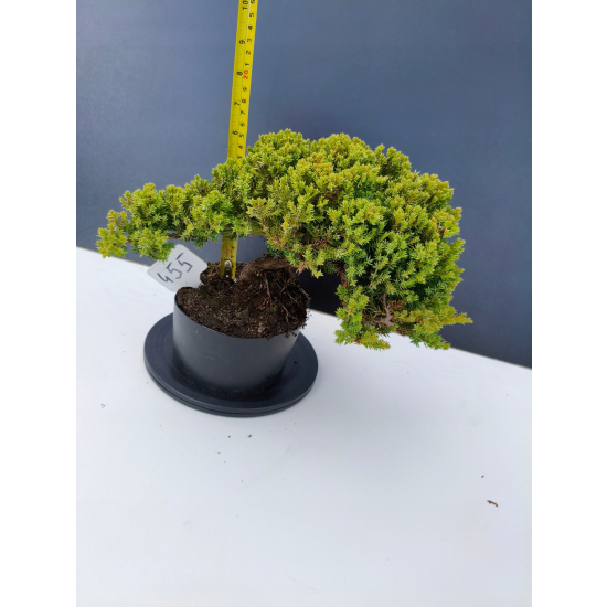Żywe Drzewko Bonsai Jałowiec Rozesłany Procumbens 11-letni +GRATIS 455