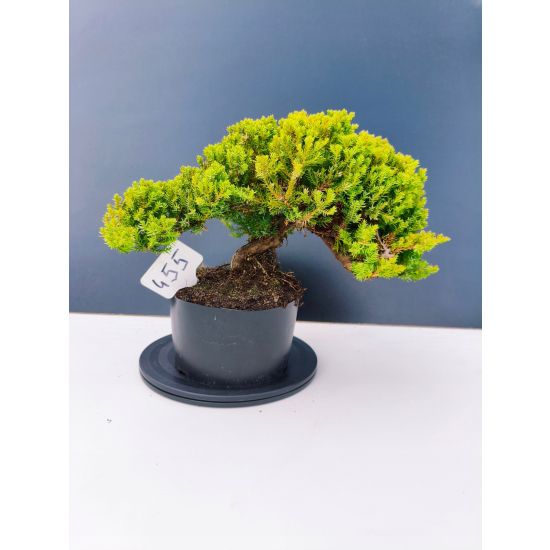 Żywe Drzewko Bonsai Jałowiec Rozesłany Procumbens 11-letni +GRATIS 455