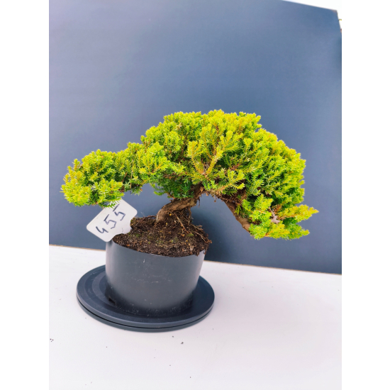 Żywe Drzewko Bonsai Jałowiec Rozesłany Procumbens 11-letni +GRATIS 455
