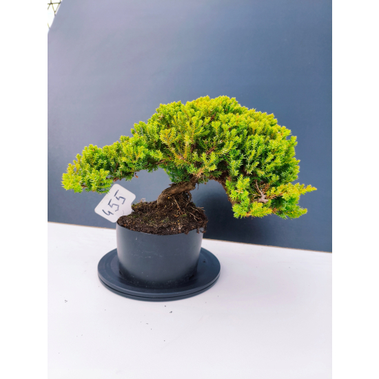 Żywe Drzewko Bonsai Jałowiec Rozesłany Procumbens 11-letni +GRATIS 455