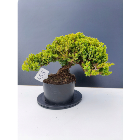 Żywe Drzewko Bonsai Jałowiec Rozesłany Procumbens 11-letni +GRATIS 455
