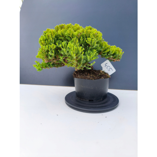 Żywe Drzewko Bonsai Jałowiec Rozesłany Procumbens 11-letni +GRATIS 455