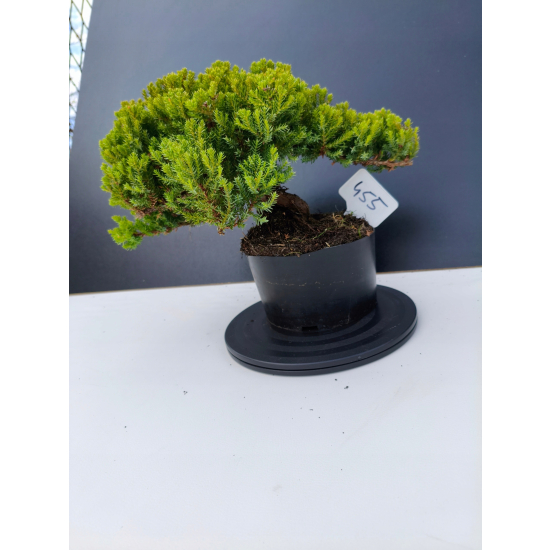 Żywe Drzewko Bonsai Jałowiec Rozesłany Procumbens 11-letni +GRATIS 455