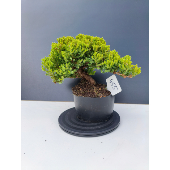 Żywe Drzewko Bonsai Jałowiec Rozesłany Procumbens 11-letni +GRATIS 455