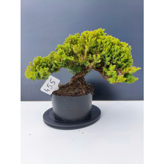 Żywe Drzewko Bonsai Jałowiec Rozesłany Procumbens 11-letni +GRATIS 455