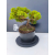 Żywe Drzewko Bonsai Jałowiec Rozesłany Procumbens 11-letni +GRATIS 509