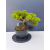 Żywe Drzewko Bonsai Jałowiec Rozesłany Procumbens 11-letni +GRATIS 509