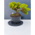 Żywe Drzewko Bonsai Jałowiec Rozesłany Procumbens 11-letni +GRATIS 509