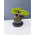 Żywe Drzewko Bonsai Jałowiec Rozesłany Procumbens 11-letni +GRATIS 509