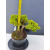 Żywe Drzewko Bonsai Jałowiec Rozesłany Procumbens 11-letni +GRATIS 509