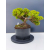 Żywe Drzewko Bonsai Jałowiec Rozesłany Procumbens 11-letni +GRATIS 509