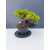 Żywe Drzewko Bonsai Jałowiec Rozesłany Procumbens 11-letni +GRATIS 509