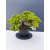 Żywe Drzewko Bonsai Jałowiec Rozesłany Procumbens 11-letni +GRATIS 509