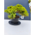 Żywe Drzewko Bonsai Jałowiec Rozesłany Procumbens 11-letni +GRATIS 509