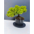 Żywe Drzewko Bonsai Jałowiec Rozesłany Procumbens 11-letni +GRATIS 509