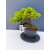 Żywe Drzewko Bonsai Jałowiec Rozesłany Procumbens 11-letni +GRATIS 509