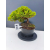 Żywe Drzewko Bonsai Jałowiec Rozesłany Procumbens 11-letni +GRATIS 509