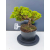 Żywe Drzewko Bonsai Jałowiec Rozesłany Procumbens 11-letni +GRATIS 509
