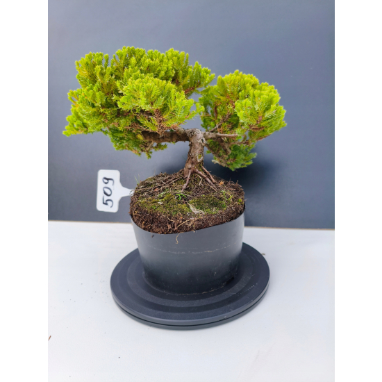 Żywe Drzewko Bonsai Jałowiec Rozesłany Procumbens 11-letni +GRATIS 509