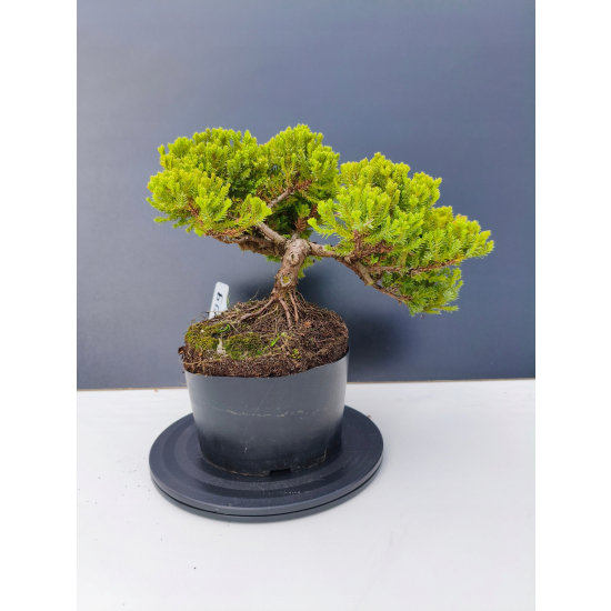 Żywe Drzewko Bonsai Jałowiec Rozesłany Procumbens 11-letni +GRATIS 509