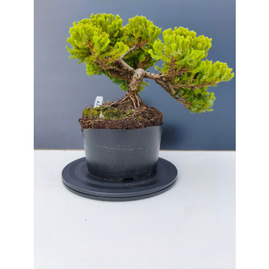Żywe Drzewko Bonsai Jałowiec Rozesłany Procumbens 11-letni +GRATIS 509