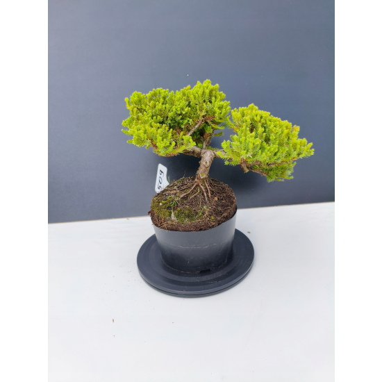 Żywe Drzewko Bonsai Jałowiec Rozesłany Procumbens 11-letni +GRATIS 509