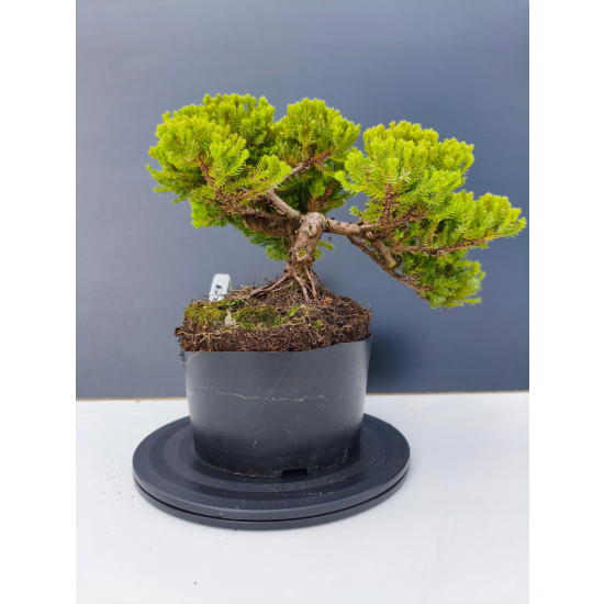 Żywe Drzewko Bonsai Jałowiec Rozesłany Procumbens 11-letni +GRATIS 509