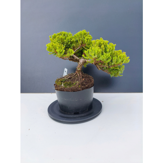 Żywe Drzewko Bonsai Jałowiec Rozesłany Procumbens 11-letni +GRATIS 509