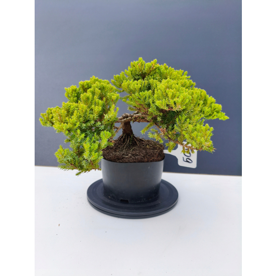 Żywe Drzewko Bonsai Jałowiec Rozesłany Procumbens 11-letni +GRATIS 509