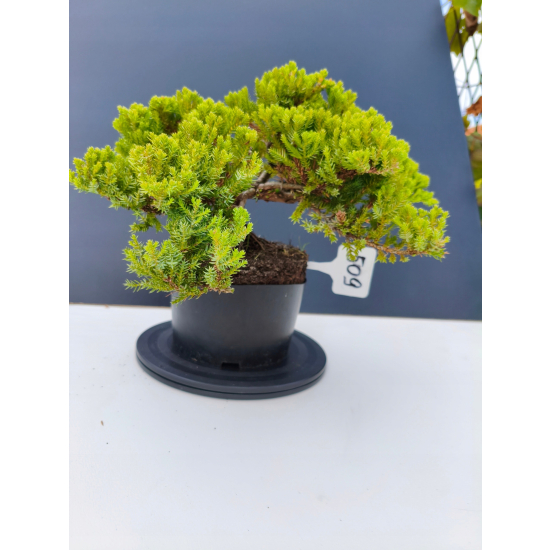 Żywe Drzewko Bonsai Jałowiec Rozesłany Procumbens 11-letni +GRATIS 509