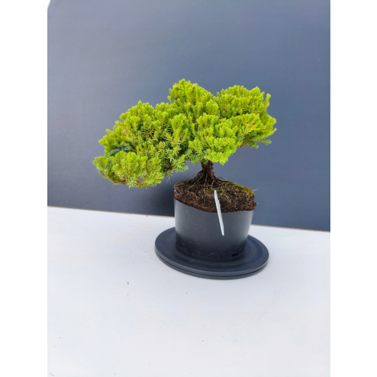 Żywe Drzewko Bonsai Jałowiec Rozesłany Procumbens 11-letni +GRATIS 509