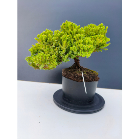 Żywe Drzewko Bonsai Jałowiec Rozesłany Procumbens 11-letni +GRATIS 509