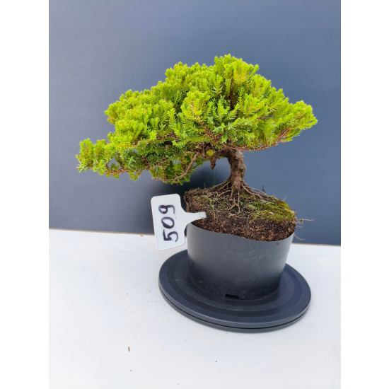 Żywe Drzewko Bonsai Jałowiec Rozesłany Procumbens 11-letni +GRATIS 509