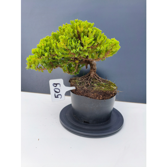 Żywe Drzewko Bonsai Jałowiec Rozesłany Procumbens 11-letni +GRATIS 509