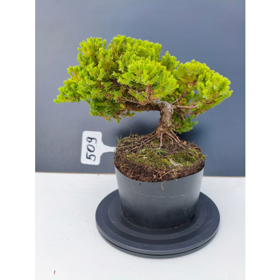 Żywe Drzewko Bonsai Jałowiec Rozesłany Procumbens 11-letni +GRATIS 509