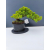 Żywe Drzewko Bonsai Jałowiec Rozesłany Procumbens 11-letni +GRATIS 453